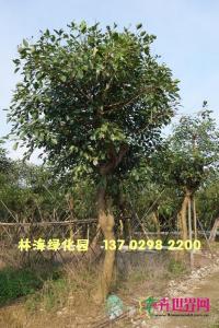 珊瑚刺桐